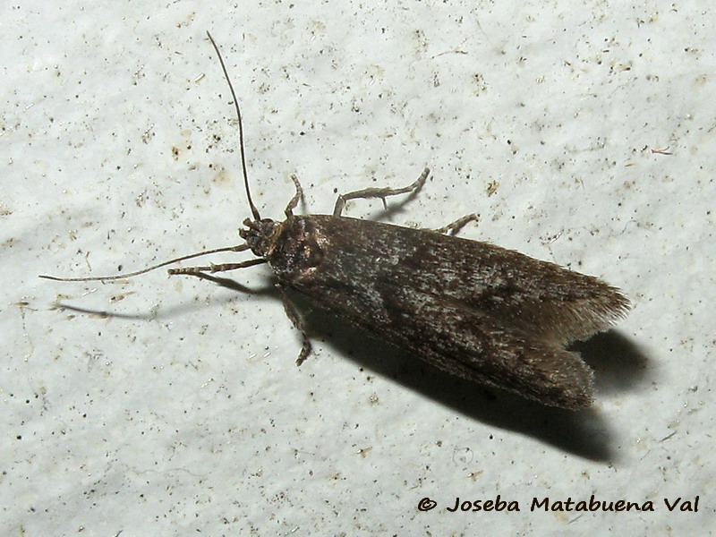 Micro da id. 2